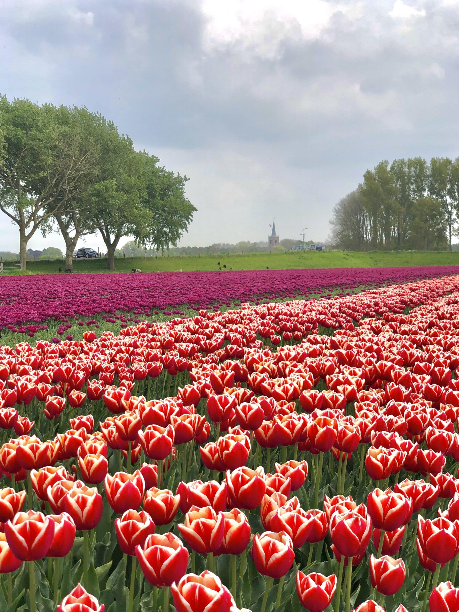 Landschap met bloemen in Hollands Kroon - cultuurhistorie