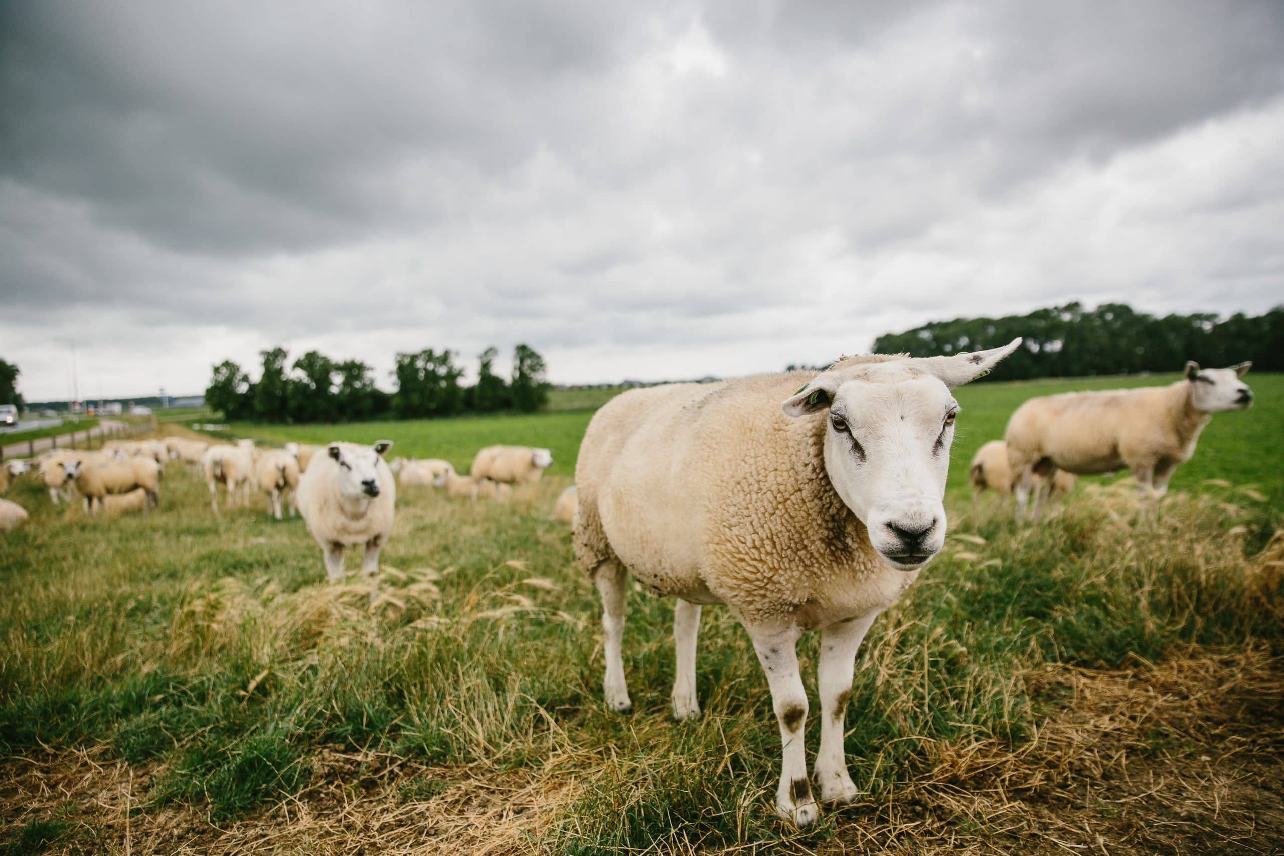 schapen op dijk