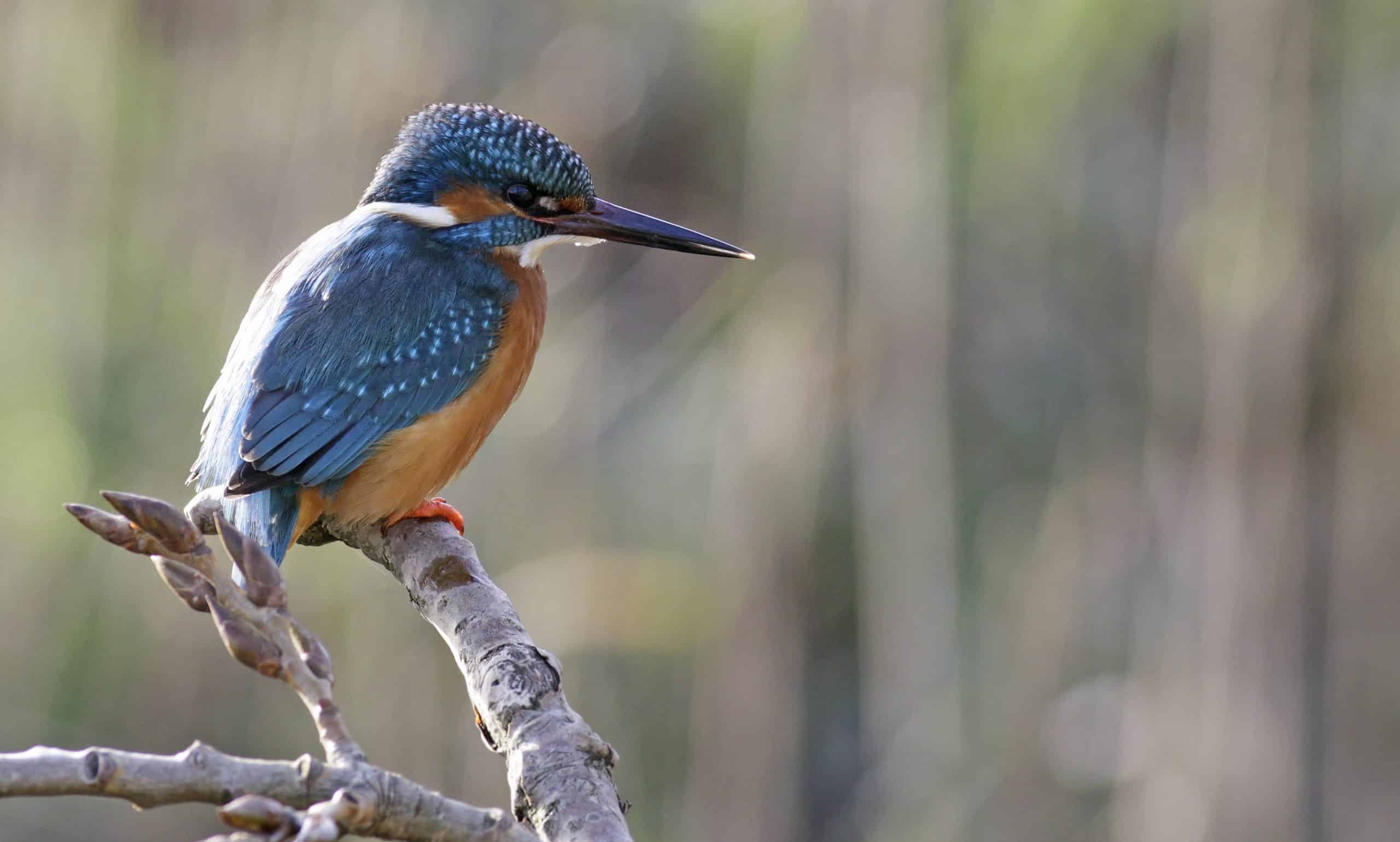 ijsvogel, fotograaf Gerrit Stam