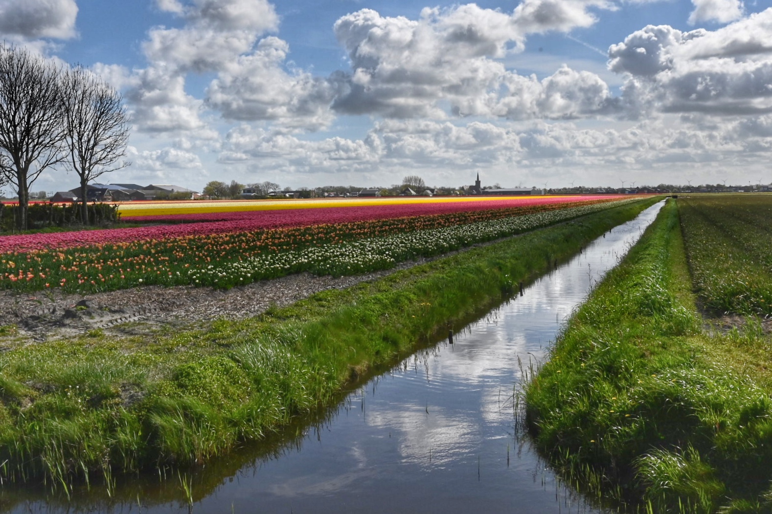 Landschapsfoto in Breezand, met slootje en tulpenvelden.