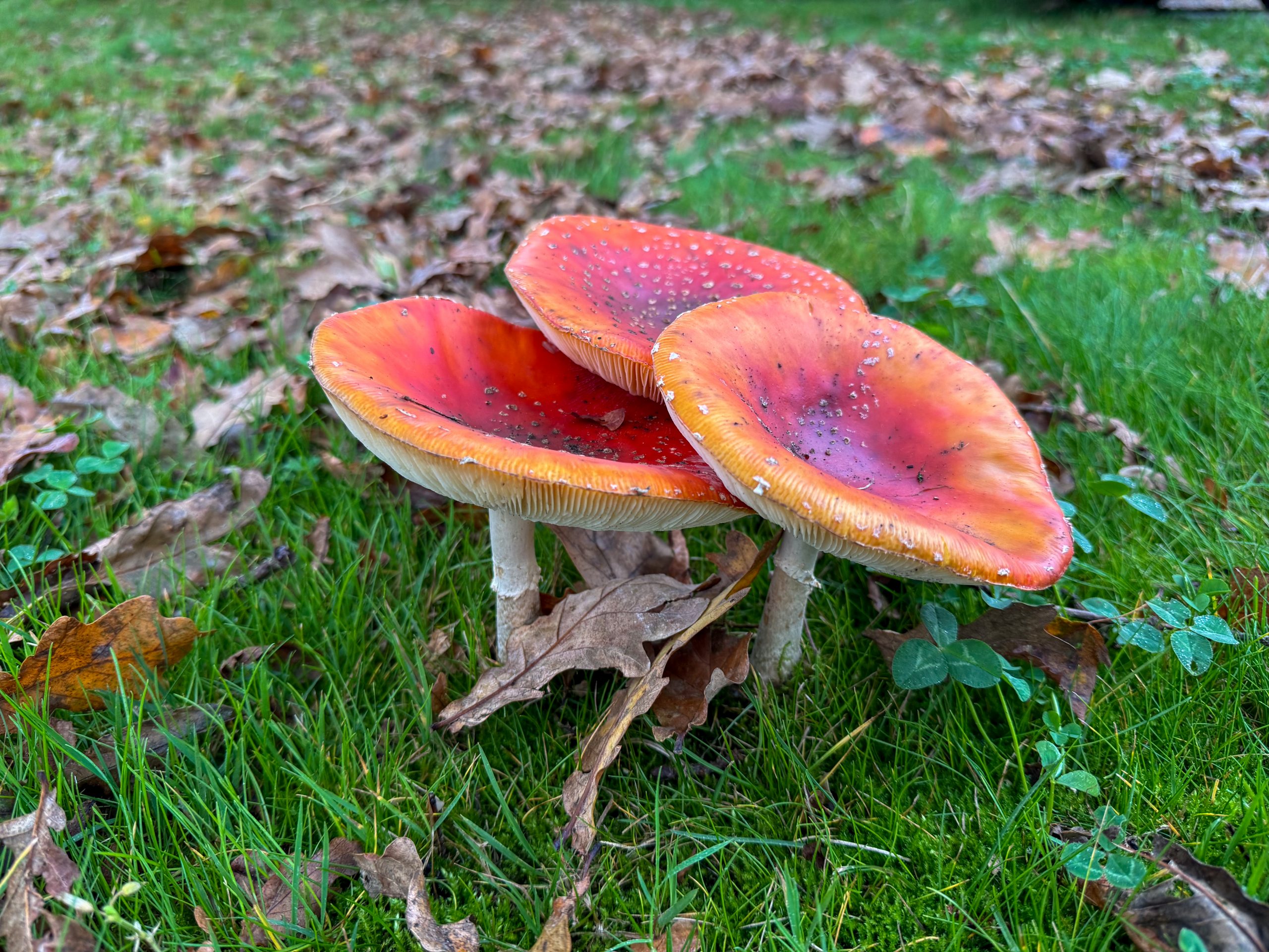Paddestoelen in het gras met gevallen bladeren - herfst