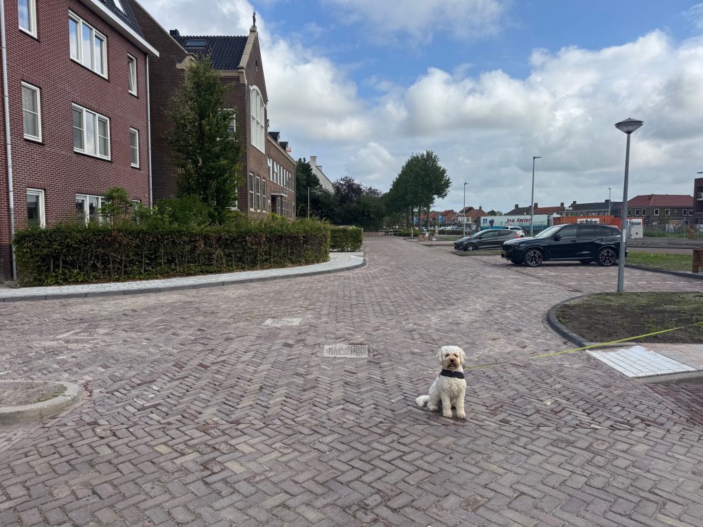 Hond op nieuwe straat in Wieringerwerf