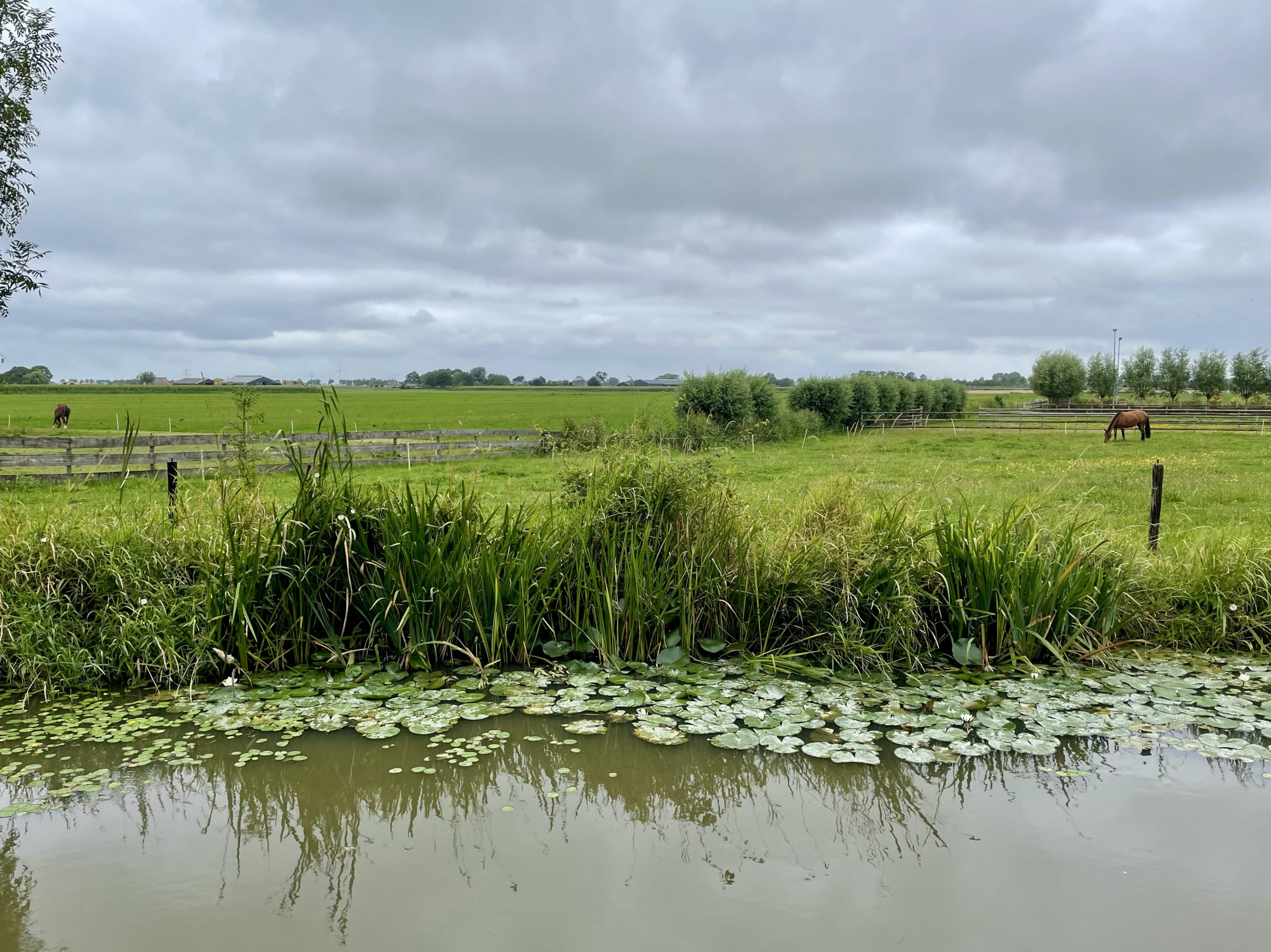 kijkje over grasland in Barsingerhorn