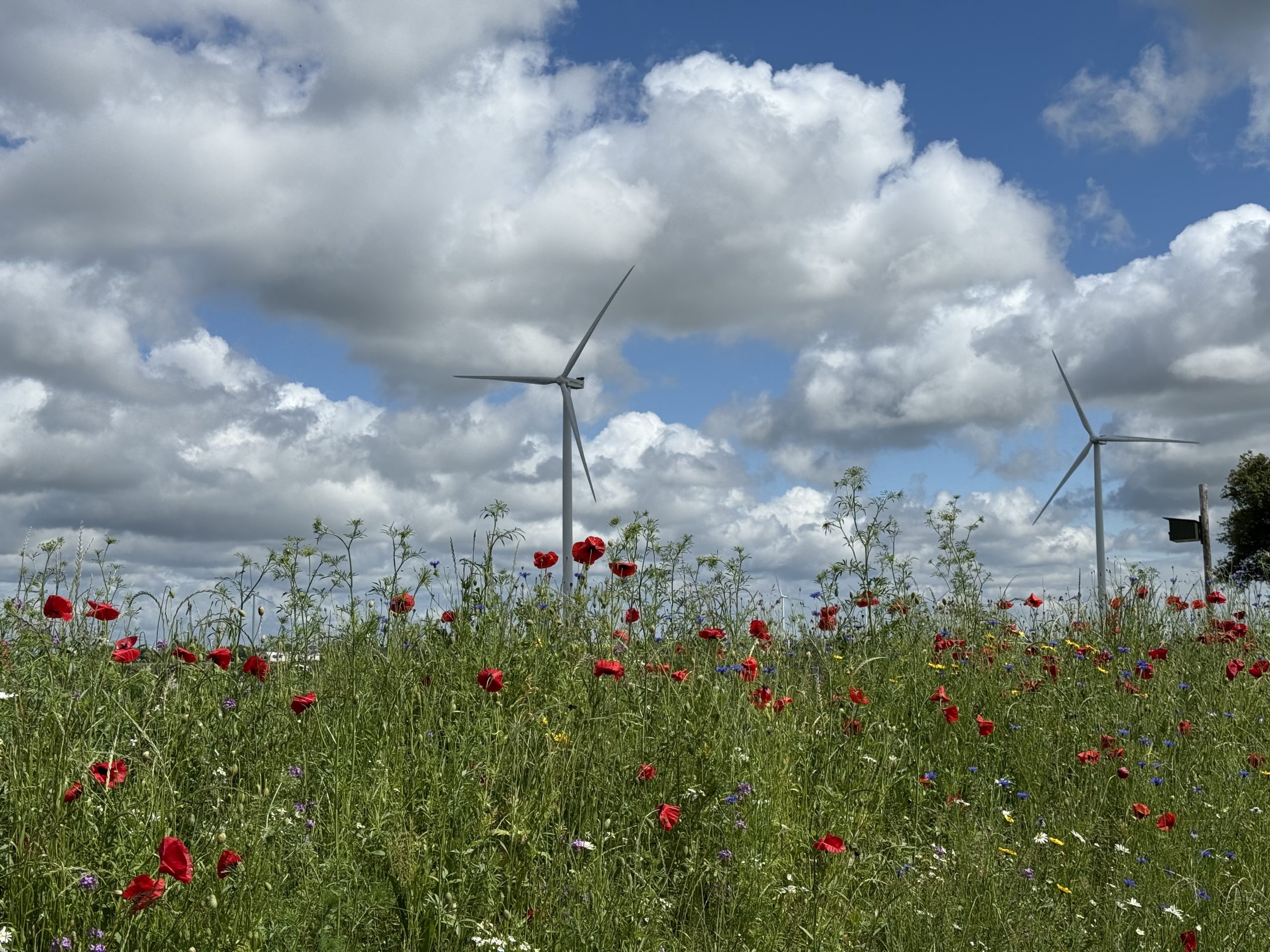 bloeiende berm met windmolens