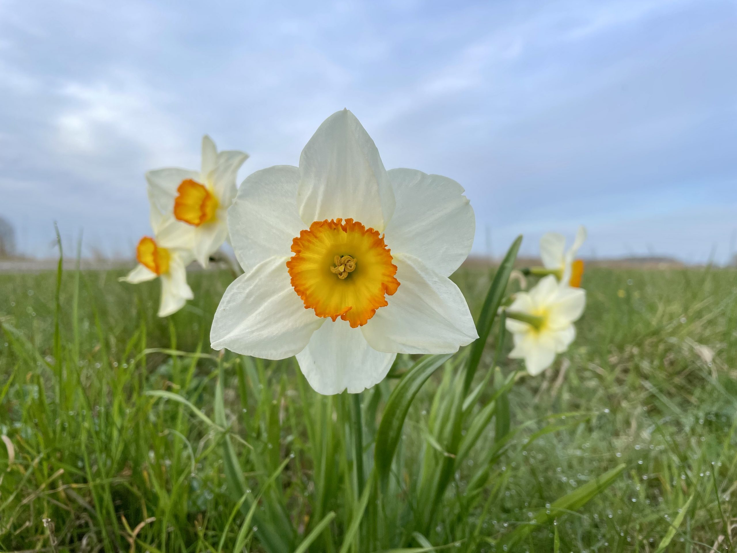 narcis in berm