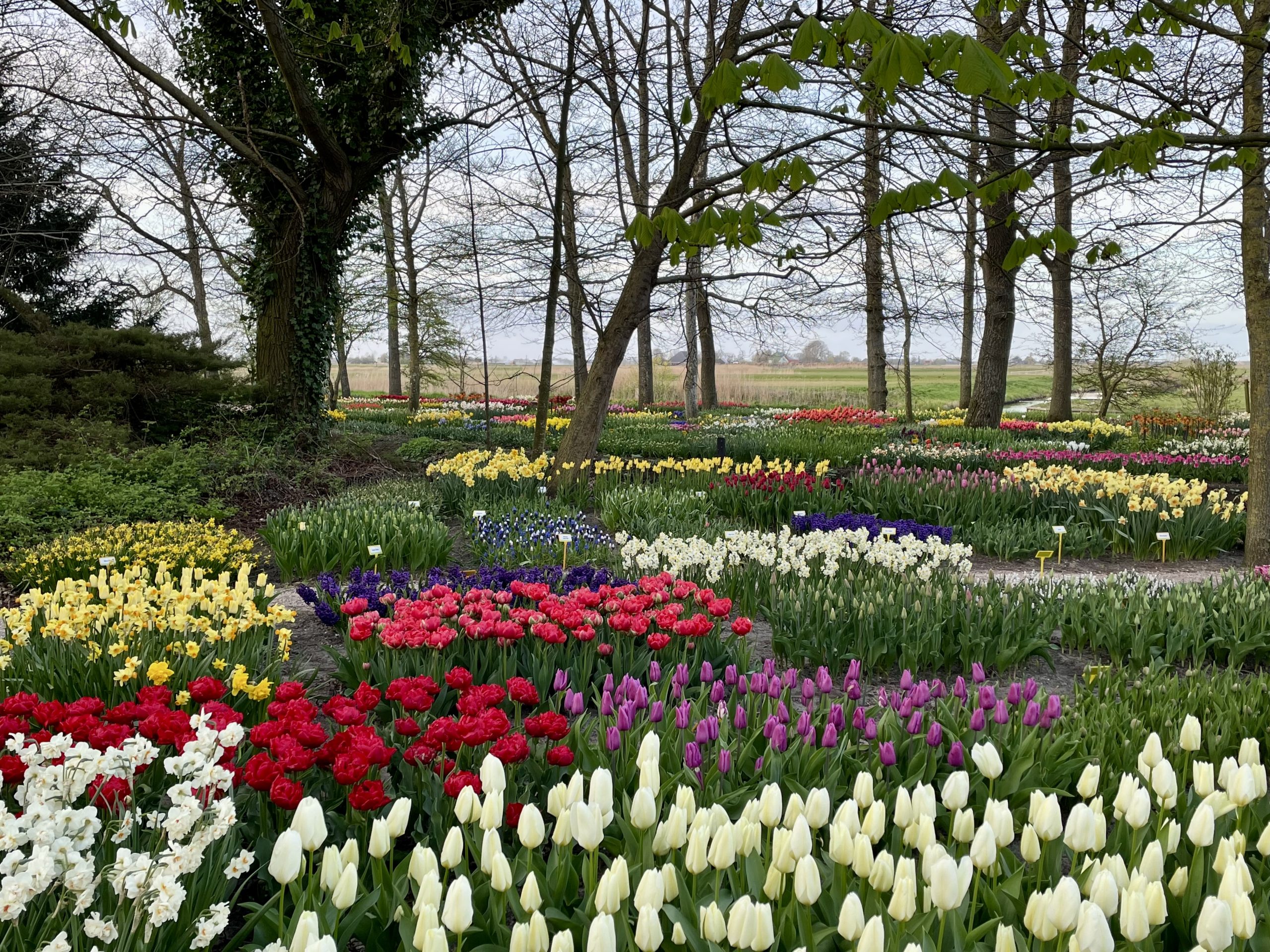 poldertuin in Anna Paulowna in volle bloei