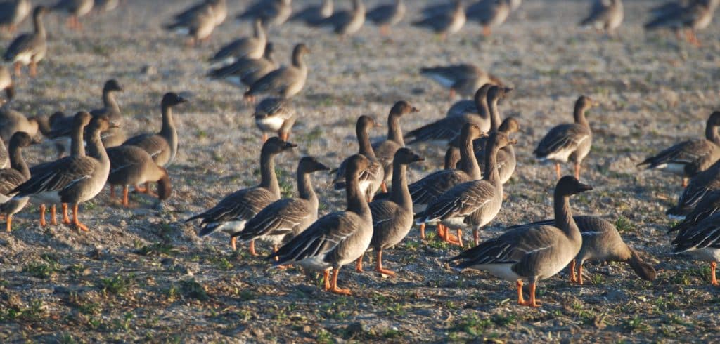 Rietganzen in de Wieringermeer